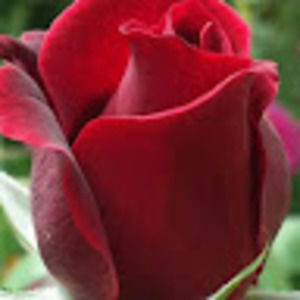 Meet your Posher, Aida